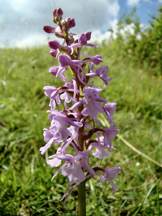 fragrant